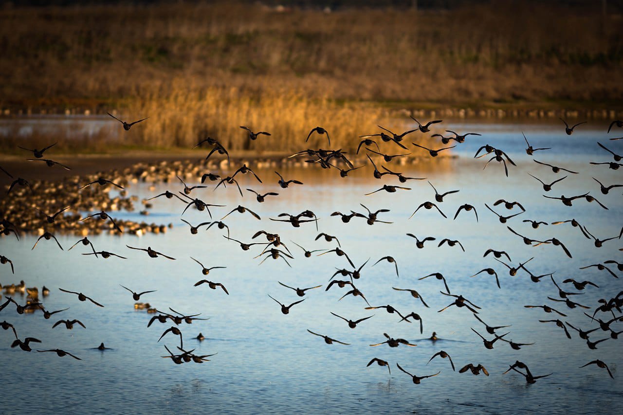 Entre lezírias e salinas no Rio Tejo - Passeio guiado para observação de aves